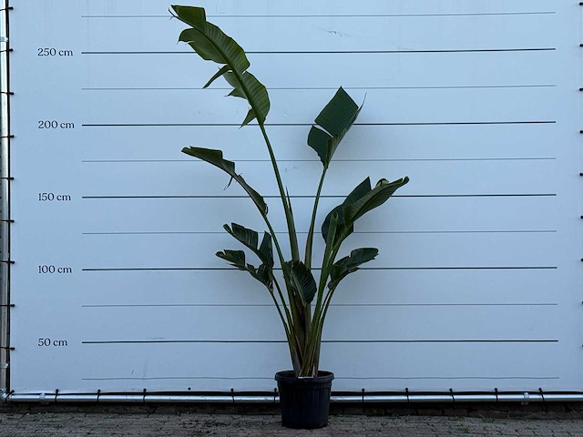 Paradijsvogelplant - strelitzia augusta - hoogte ca. 200 cm - afbeelding 1 van  4