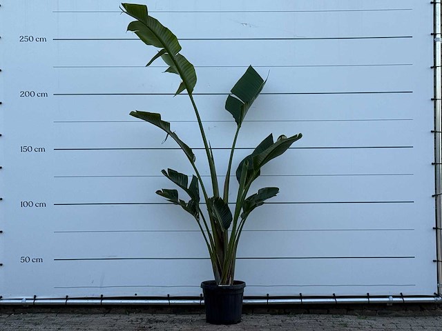 Paradijsvogelplant - strelitzia augusta - hoogte ca. 200 cm - afbeelding 2 van  4
