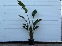Paradijsvogelplant - strelitzia augusta - hoogte ca. 200 cm - afbeelding 2 van  4