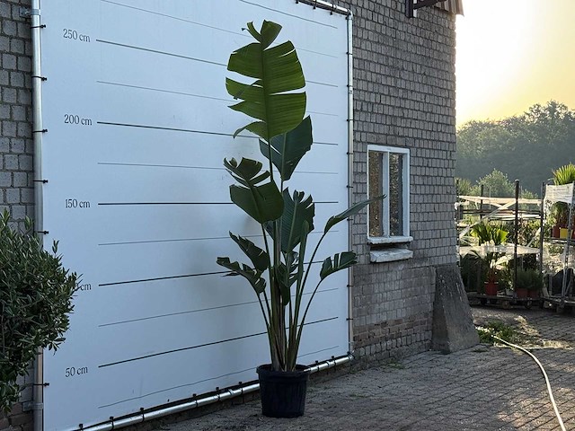 Paradijsvogelplant - strelitzia augusta - hoogte ca. 200 cm - afbeelding 3 van  4