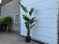 Paradijsvogelplant - strelitzia augusta - hoogte ca. 200 cm - afbeelding 4 van  4