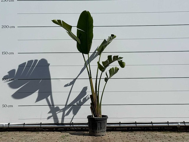 Paradijsvogelplant - strelitzia augusta - hoogte ca. 200 cm - afbeelding 1 van  3