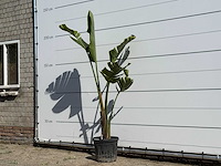 Paradijsvogelplant - strelitzia augusta - hoogte ca. 200 cm - afbeelding 2 van  3