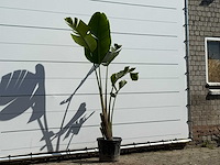 Paradijsvogelplant - strelitzia augusta - hoogte ca. 200 cm - afbeelding 3 van  3