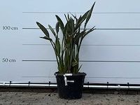 Paradijsvogelplant - strelitzia reginae - hoogte ca. 120 cm - afbeelding 1 van  3