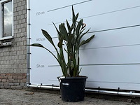 Paradijsvogelplant - strelitzia reginae - hoogte ca. 120 cm - afbeelding 2 van  3
