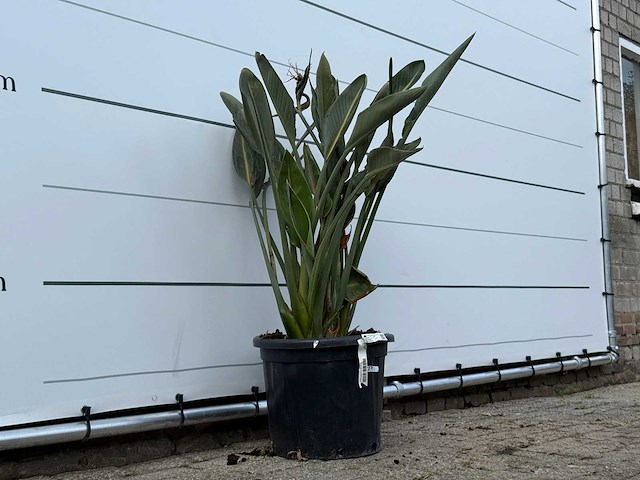 Paradijsvogelplant - strelitzia reginae - hoogte ca. 120 cm - afbeelding 3 van  3