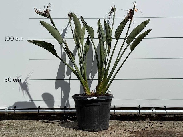 Paradijsvogelplant - strelitzia reginae - hoogte ca. 130 cm - afbeelding 1 van  3