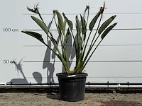 Paradijsvogelplant - strelitzia reginae - hoogte ca. 130 cm - afbeelding 1 van  3
