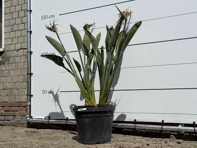 Paradijsvogelplant - strelitzia reginae - hoogte ca. 130 cm - afbeelding 2 van  3