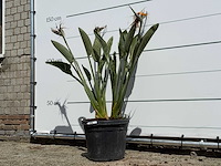 Paradijsvogelplant - strelitzia reginae - hoogte ca. 130 cm - afbeelding 2 van  3