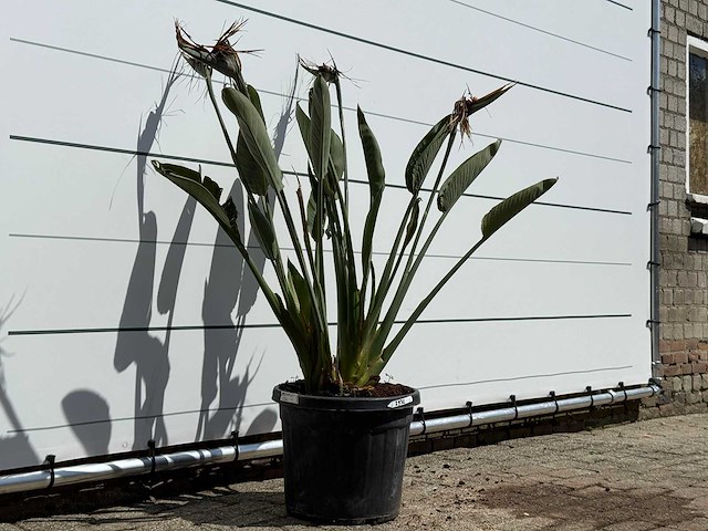 Paradijsvogelplant - strelitzia reginae - hoogte ca. 130 cm - afbeelding 3 van  3