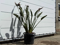 Paradijsvogelplant - strelitzia reginae - hoogte ca. 130 cm - afbeelding 3 van  3