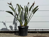 Paradijsvogelplant - strelitzia reginae - hoogte ca. 130 cm - afbeelding 1 van  7