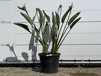 Paradijsvogelplant - strelitzia reginae - hoogte ca. 130 cm - afbeelding 3 van  7