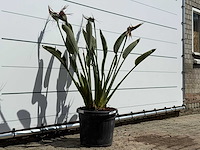 Paradijsvogelplant - strelitzia reginae - hoogte ca. 130 cm - afbeelding 5 van  7