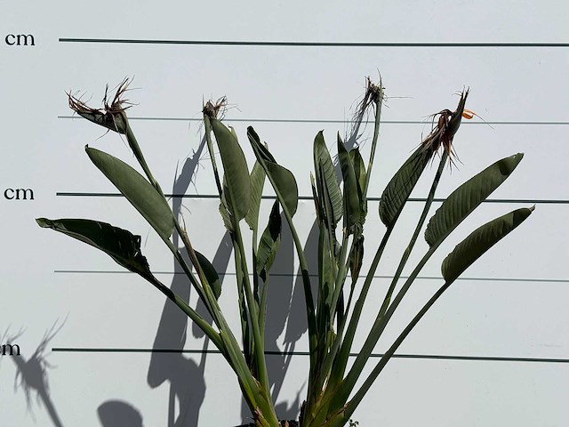 Paradijsvogelplant - strelitzia reginae - hoogte ca. 130 cm - afbeelding 7 van  7