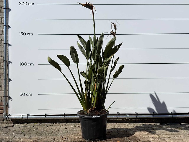 Paradijsvogelplant - strelitzia reginae - hoogte ca. 150 cm - afbeelding 1 van  4