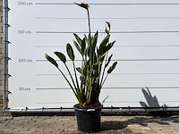 Paradijsvogelplant - strelitzia reginae - hoogte ca. 150 cm - afbeelding 1 van  4