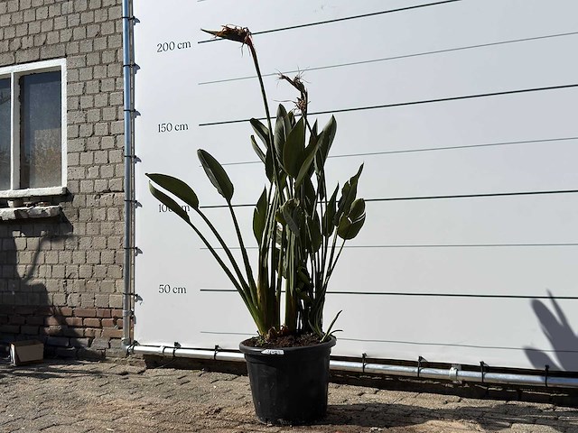 Paradijsvogelplant - strelitzia reginae - hoogte ca. 150 cm - afbeelding 2 van  4