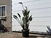 Paradijsvogelplant - strelitzia reginae - hoogte ca. 150 cm - afbeelding 2 van  4