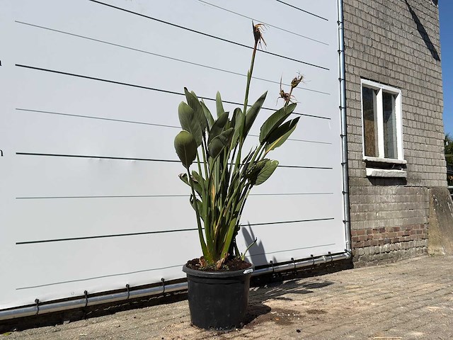 Paradijsvogelplant - strelitzia reginae - hoogte ca. 150 cm - afbeelding 3 van  4