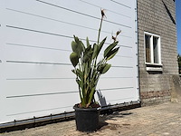 Paradijsvogelplant - strelitzia reginae - hoogte ca. 150 cm - afbeelding 3 van  4