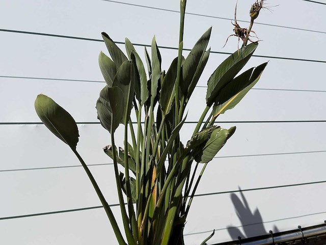 Paradijsvogelplant - strelitzia reginae - hoogte ca. 150 cm - afbeelding 4 van  4