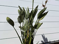 Paradijsvogelplant - strelitzia reginae - hoogte ca. 150 cm - afbeelding 4 van  4