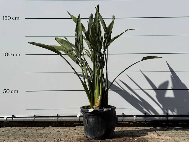 Paradijsvogelplant - strelitzia reginae - hoogte ca. 150 cm - afbeelding 1 van  4