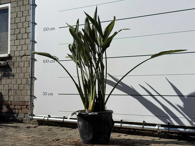 Paradijsvogelplant - strelitzia reginae - hoogte ca. 150 cm - afbeelding 2 van  4