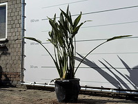 Paradijsvogelplant - strelitzia reginae - hoogte ca. 150 cm - afbeelding 2 van  4
