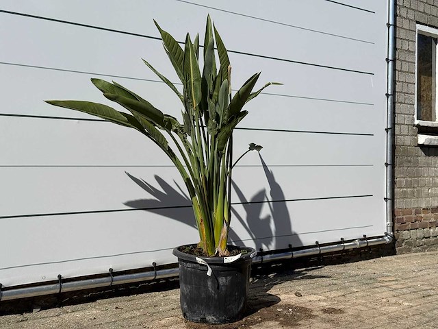 Paradijsvogelplant - strelitzia reginae - hoogte ca. 150 cm - afbeelding 3 van  4