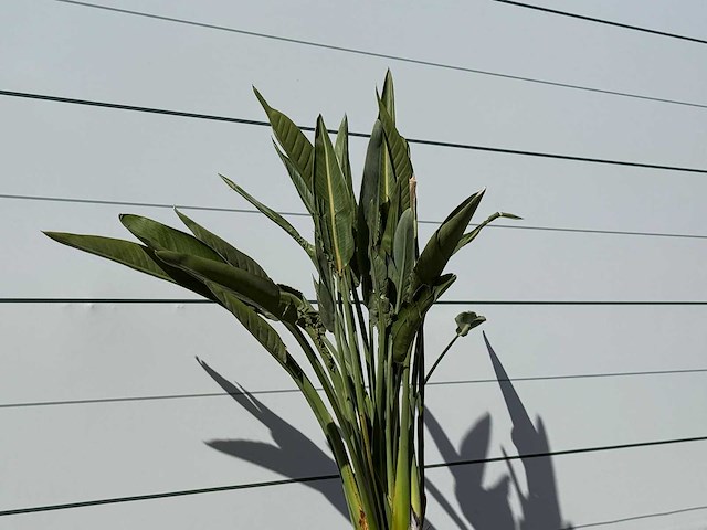 Paradijsvogelplant - strelitzia reginae - hoogte ca. 150 cm - afbeelding 4 van  4