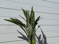 Paradijsvogelplant - strelitzia reginae - hoogte ca. 150 cm - afbeelding 4 van  4