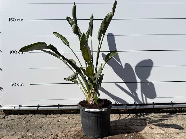 Paradijsvogelplant - strelitzia reginae - hoogte ca. 150 cm - afbeelding 1 van  4
