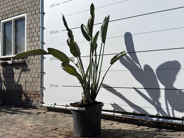 Paradijsvogelplant - strelitzia reginae - hoogte ca. 150 cm - afbeelding 2 van  4