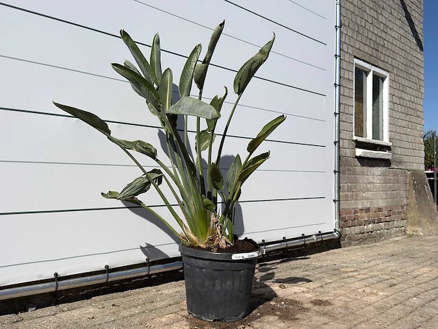 Paradijsvogelplant - strelitzia reginae - hoogte ca. 150 cm - afbeelding 3 van  4