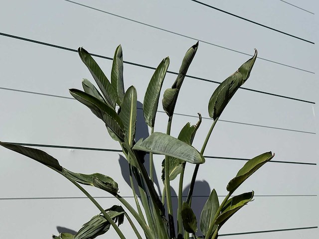 Paradijsvogelplant - strelitzia reginae - hoogte ca. 150 cm - afbeelding 4 van  4