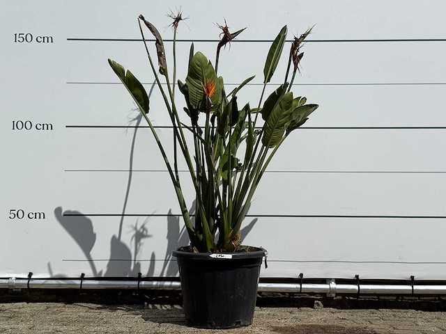 Paradijsvogelplant - strelitzia reginae - hoogte ca. 150 cm - afbeelding 1 van  6