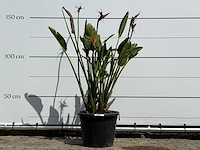Paradijsvogelplant - strelitzia reginae - hoogte ca. 150 cm - afbeelding 1 van  6