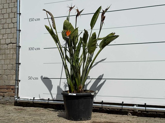 Paradijsvogelplant - strelitzia reginae - hoogte ca. 150 cm - afbeelding 2 van  6