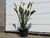 Paradijsvogelplant - strelitzia reginae - hoogte ca. 150 cm - afbeelding 2 van  6