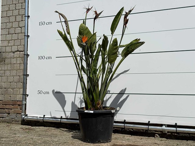 Paradijsvogelplant - strelitzia reginae - hoogte ca. 150 cm - afbeelding 3 van  6