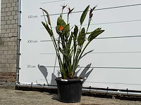 Paradijsvogelplant - strelitzia reginae - hoogte ca. 150 cm - afbeelding 3 van  6