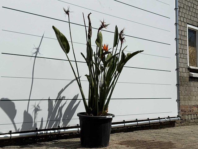Paradijsvogelplant - strelitzia reginae - hoogte ca. 150 cm - afbeelding 4 van  6