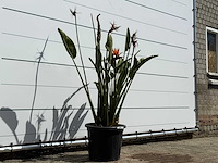 Paradijsvogelplant - strelitzia reginae - hoogte ca. 150 cm - afbeelding 4 van  6