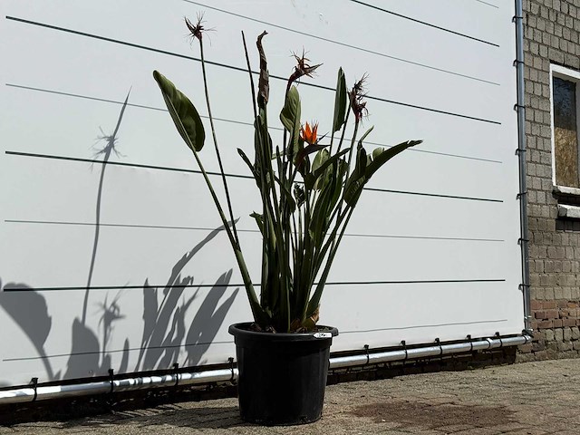 Paradijsvogelplant - strelitzia reginae - hoogte ca. 150 cm - afbeelding 5 van  6