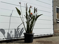 Paradijsvogelplant - strelitzia reginae - hoogte ca. 150 cm - afbeelding 5 van  6