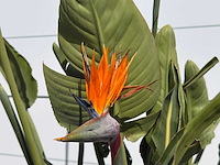 Paradijsvogelplant - strelitzia reginae - hoogte ca. 150 cm - afbeelding 6 van  6